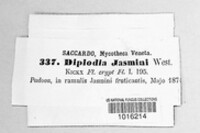 Diplodia jasmini image